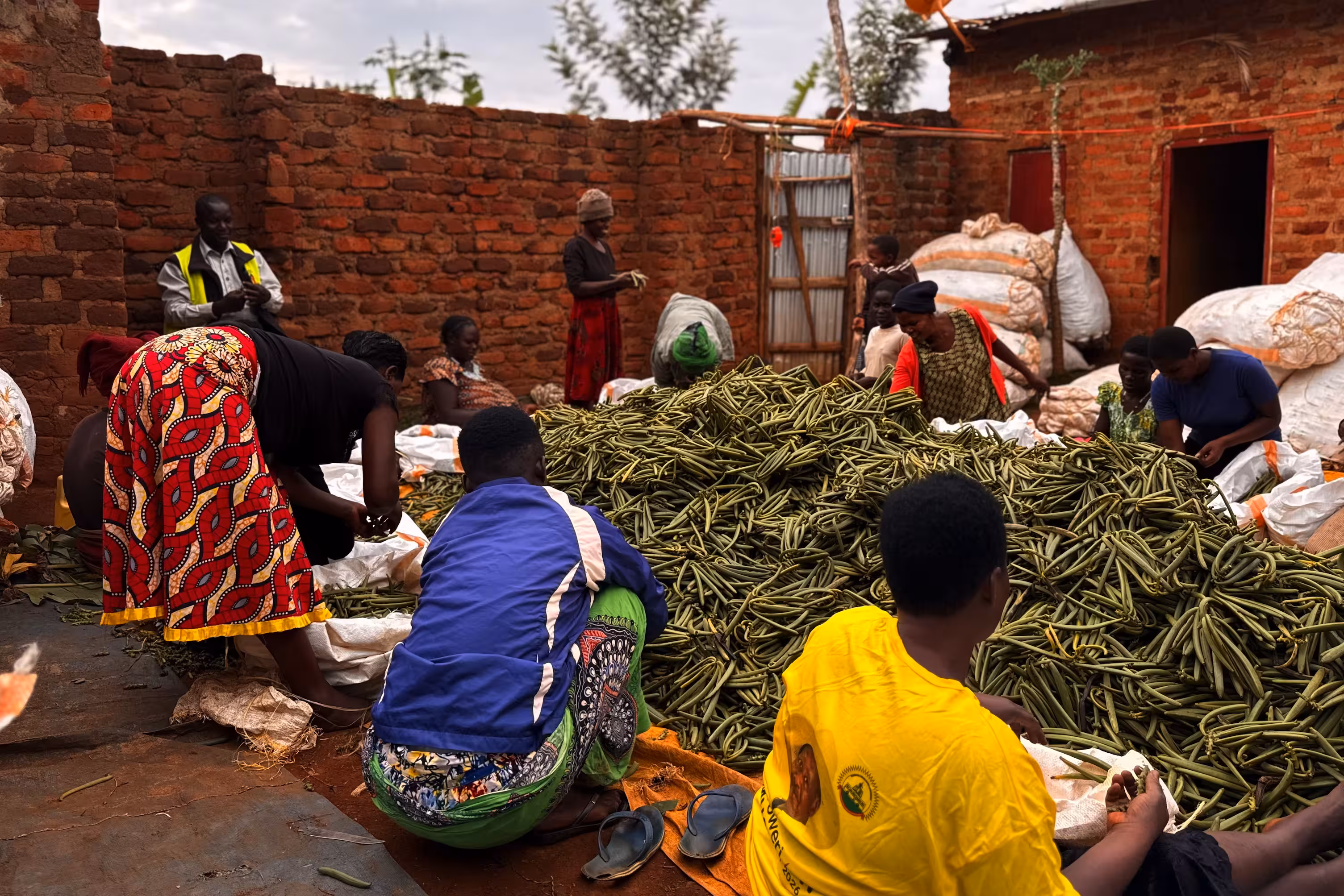 Women sorting and grading fresh vanilla beans — IK Food Uganda